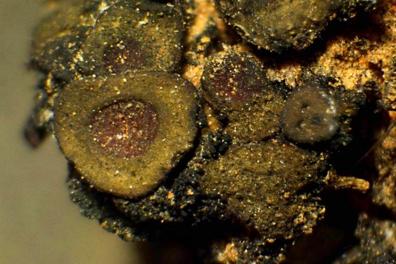 Peltula patellata photo 2
