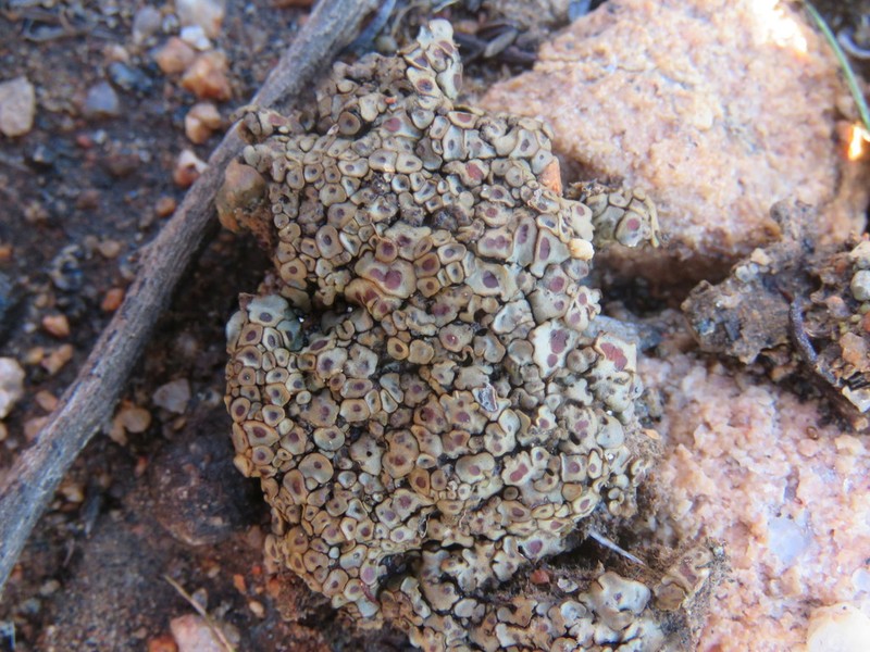Peltula patellata photo 5