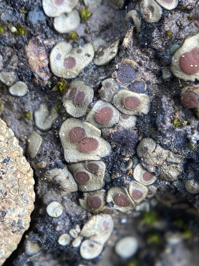 Peltula patellata photo 6