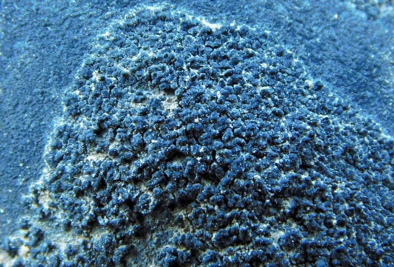 Peltula Lichen