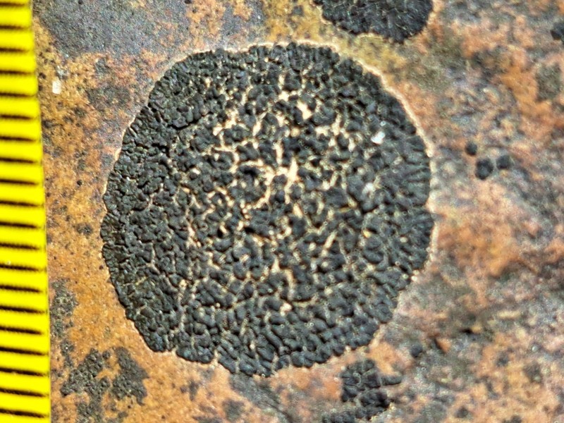 Peltula Lichen photo 2