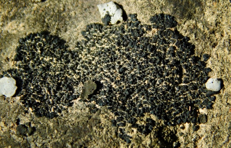 Peltula Lichen photo 3