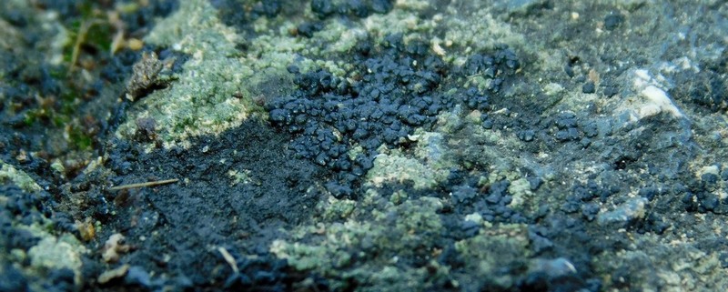 Peltula Lichen photo 4