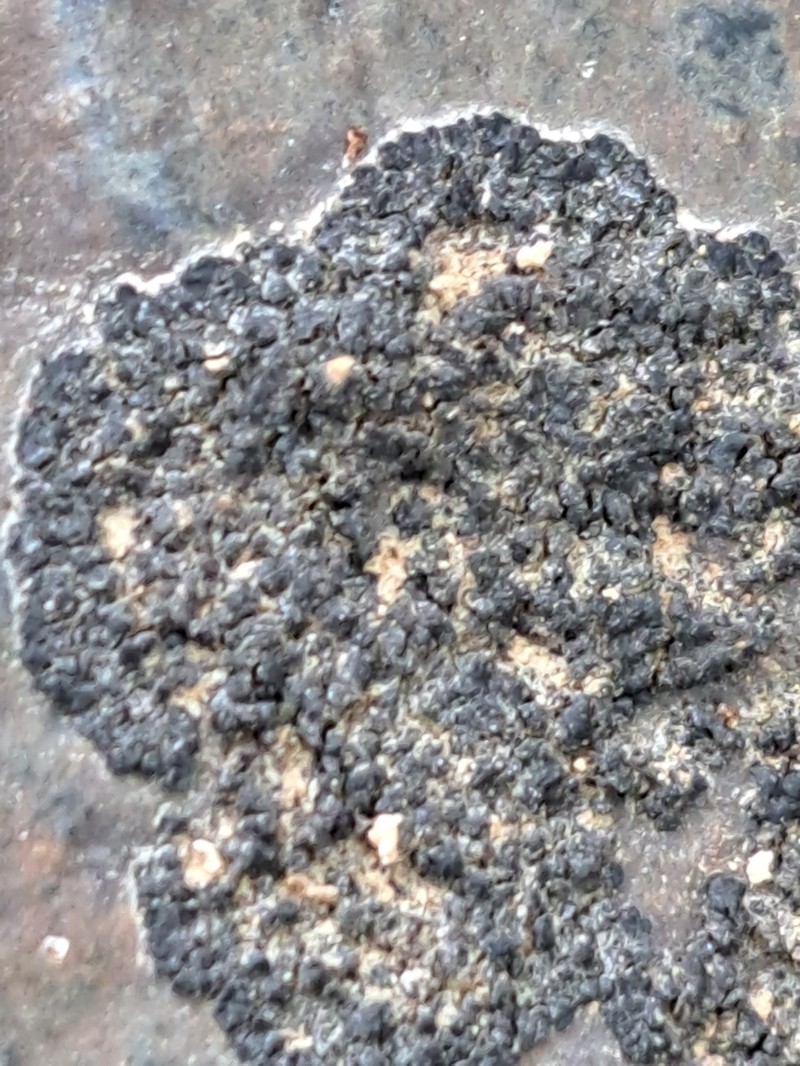 Peltula Lichen photo 5