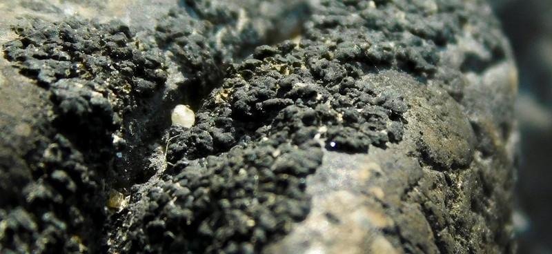 Peltula Lichen photo 7