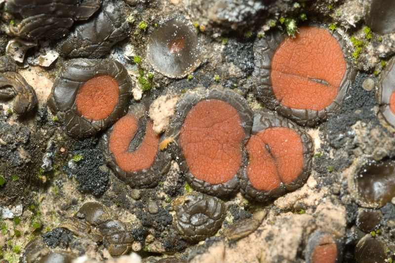 Richards' Peltula Lichen