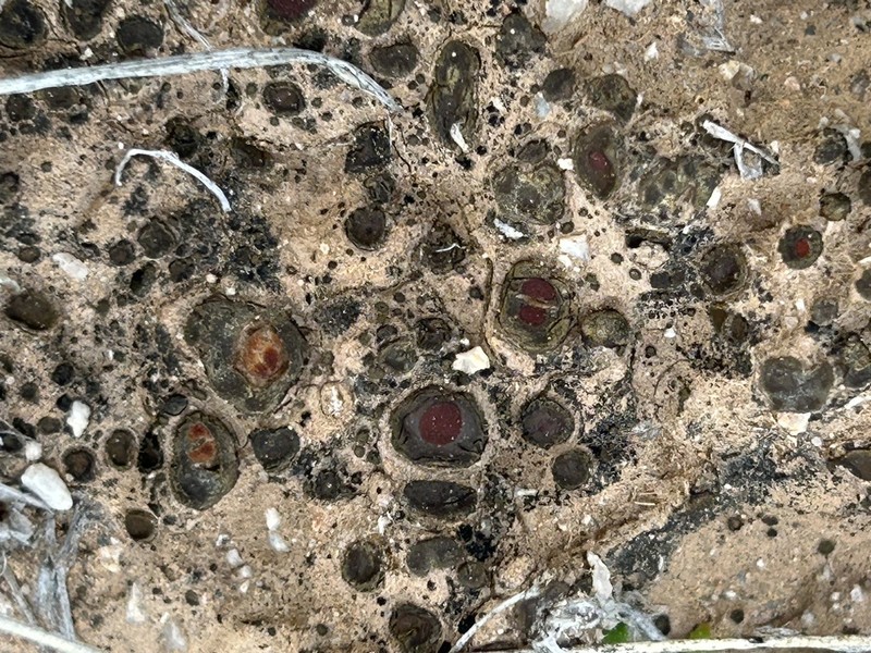 Richards' Peltula Lichen photo 2