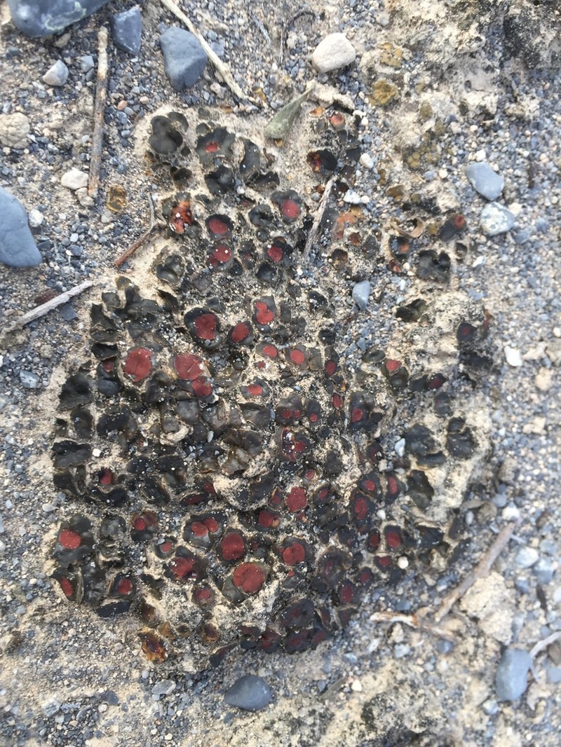 Richards' Peltula Lichen photo 3