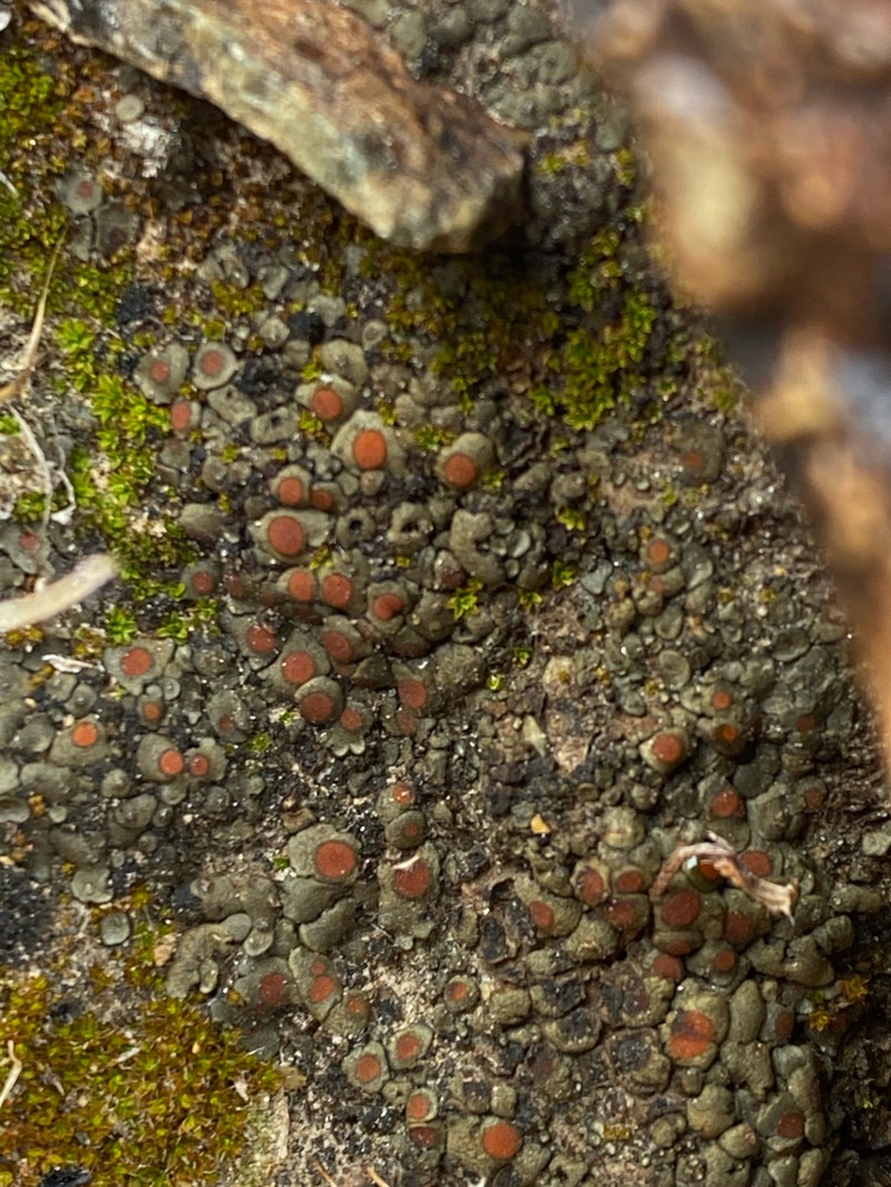 Richards' Peltula Lichen photo 4
