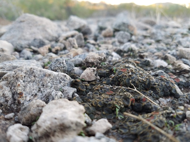 Richards' Peltula Lichen photo 5