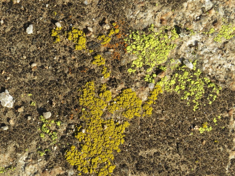 Richards' Peltula Lichen photo 6