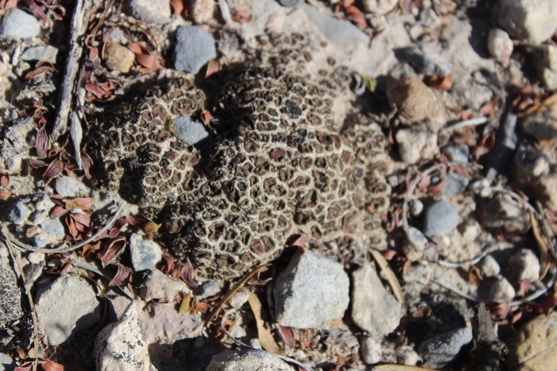 Richards' Peltula Lichen photo 7