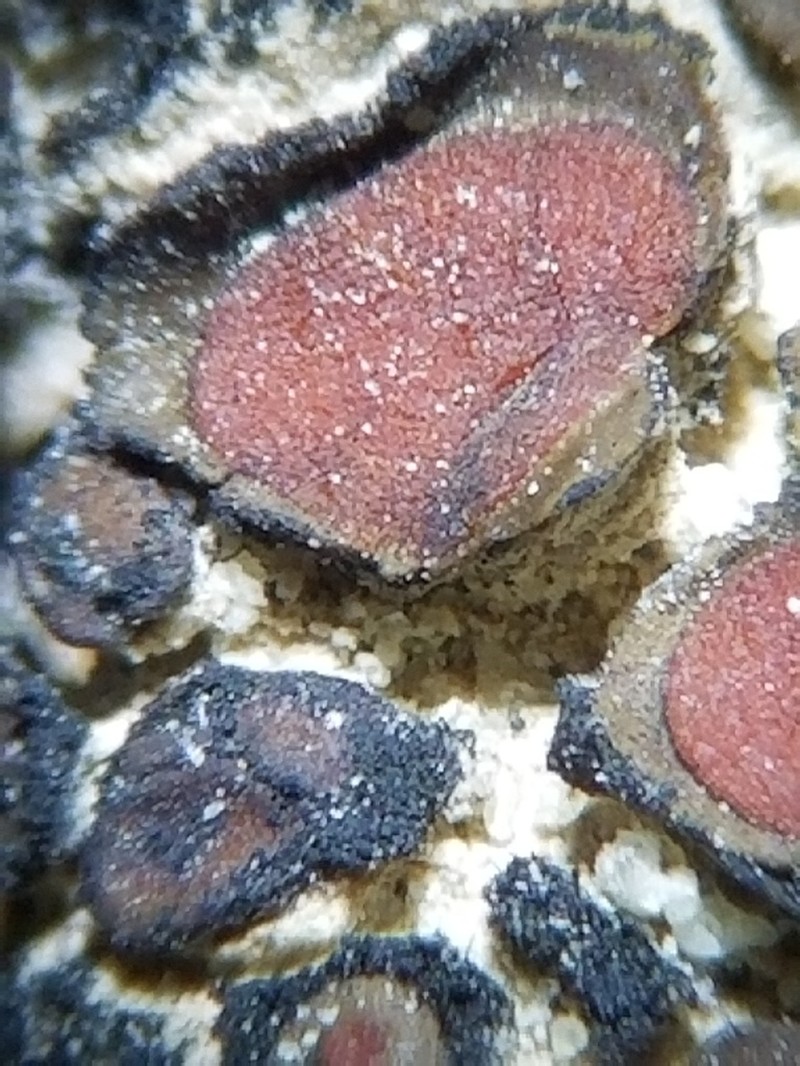 Richards' Peltula Lichen photo 8
