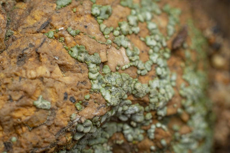 Peltula sonorensis photo 2