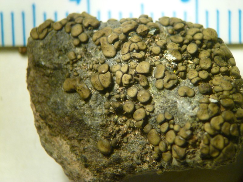 Zahlbruckner's Peltula Lichen