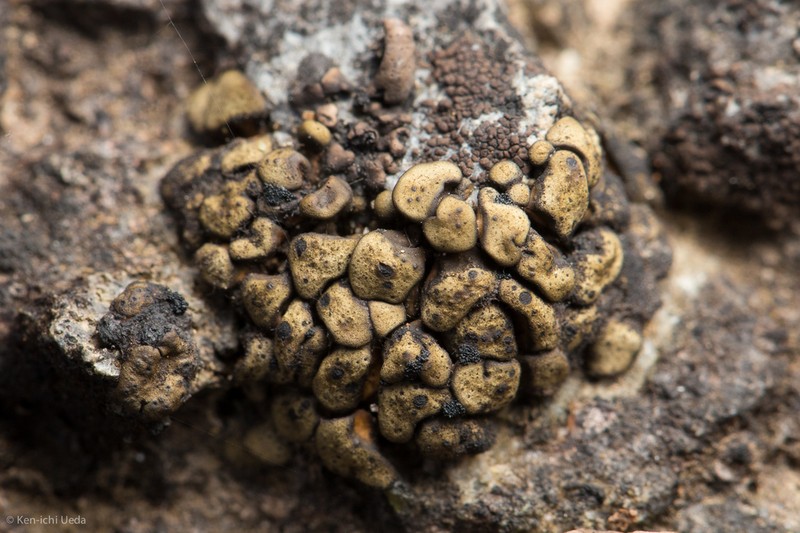 Zahlbruckner's Peltula Lichen photo 3