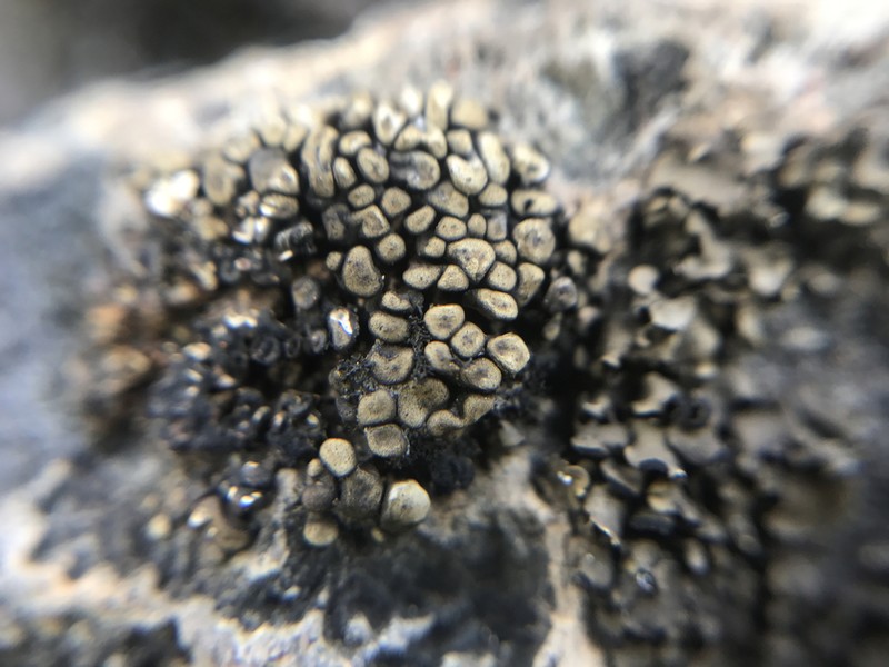 Zahlbruckner's Peltula Lichen photo 4