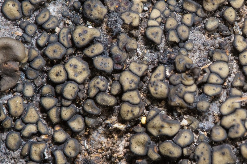 Zahlbruckner's Peltula Lichen photo 5