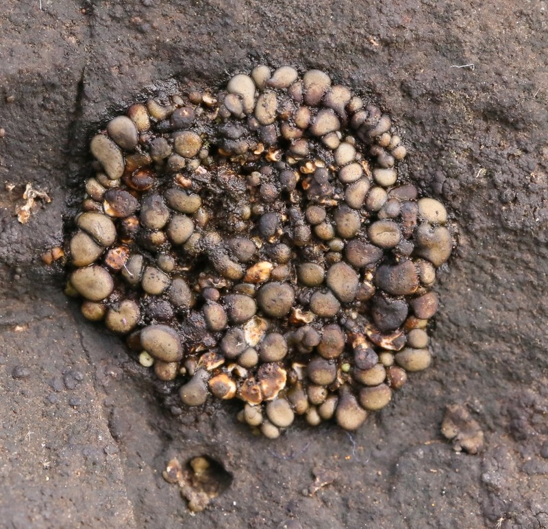 Zahlbruckner's Peltula Lichen photo 6