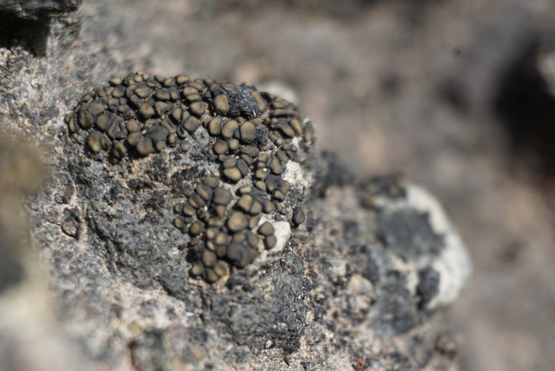 Zahlbruckner's Peltula Lichen photo 7