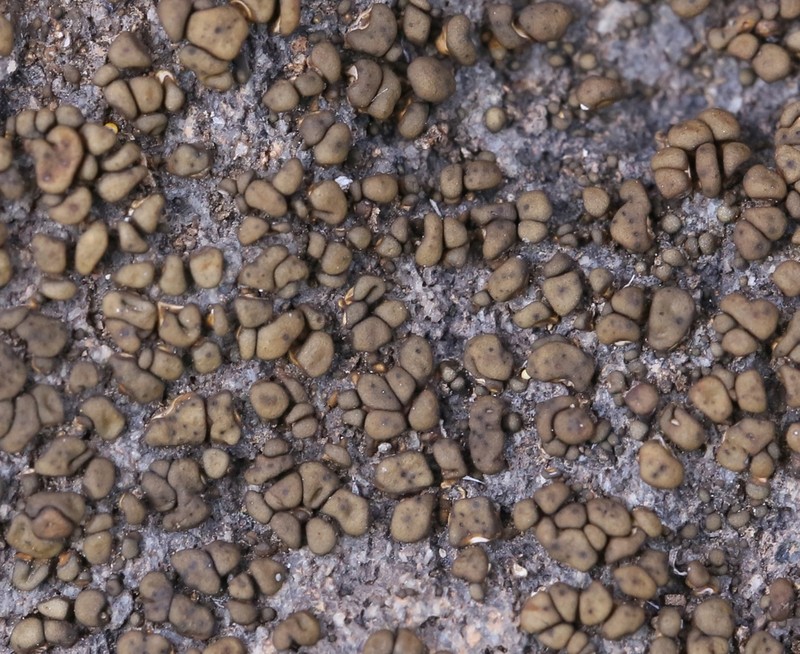 Zahlbruckner's Peltula Lichen photo 8