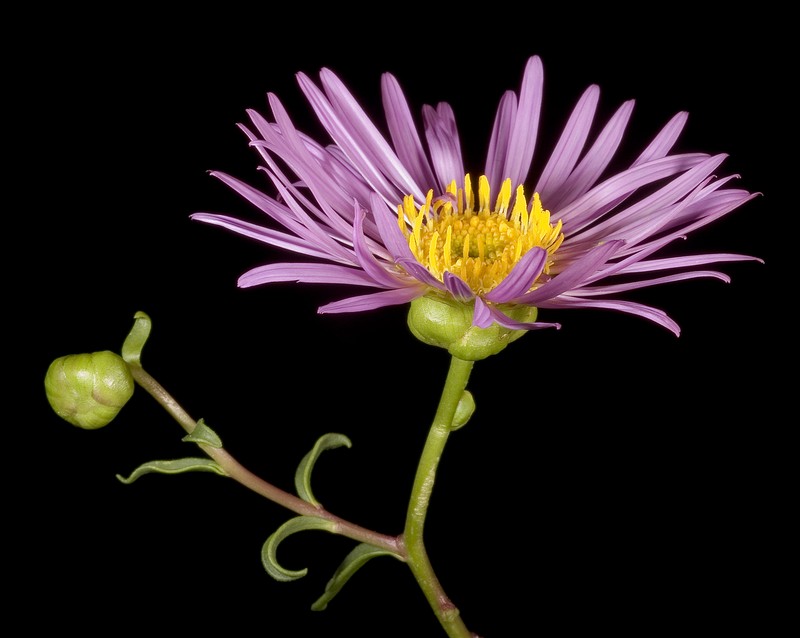 Pembertonia latisquamea