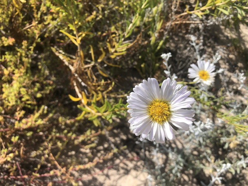 Pembertonia latisquamea photo 2