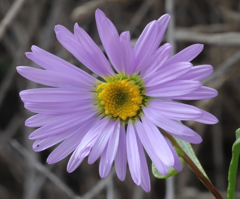 Pembertonia latisquamea photo 3