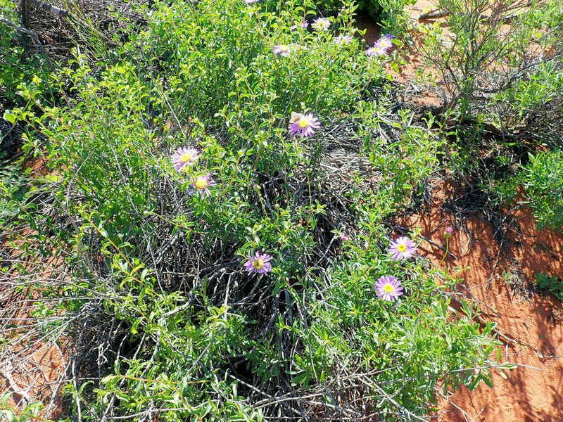 Pembertonia latisquamea photo 4