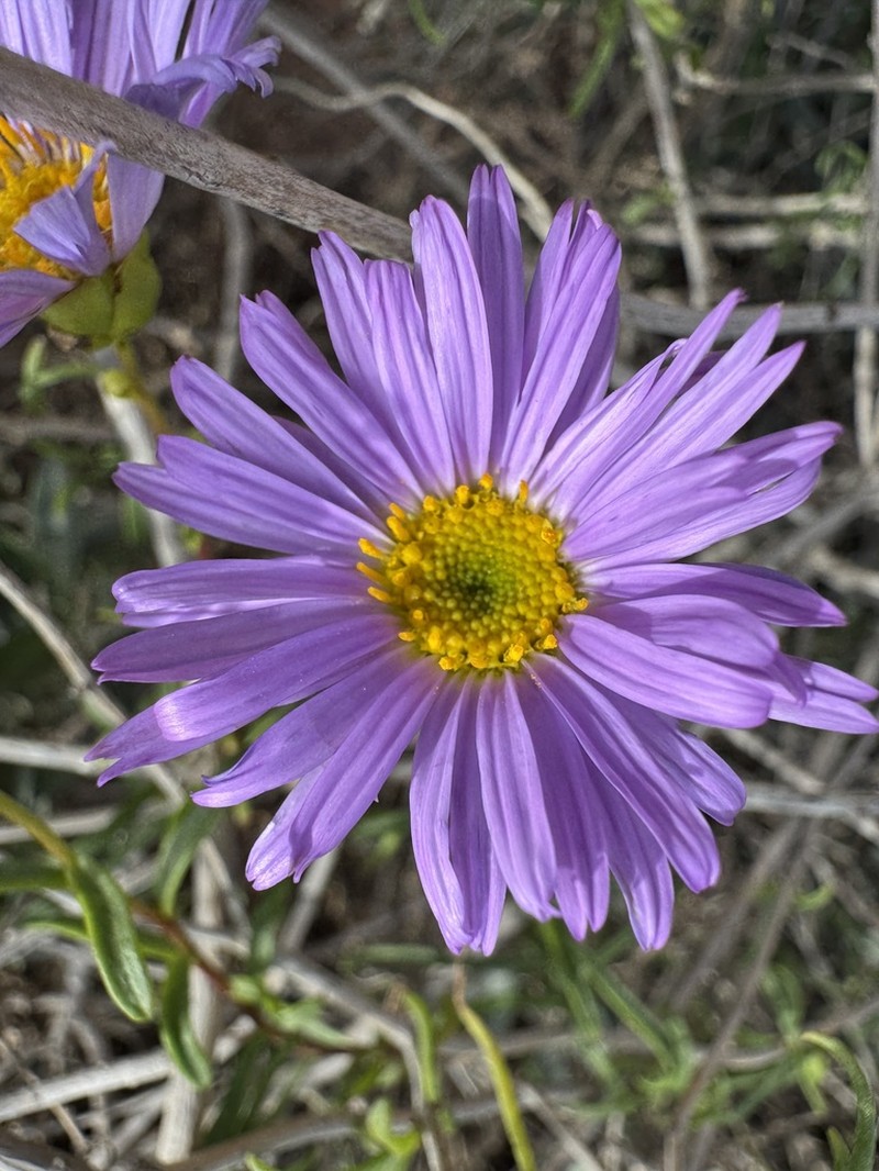 Pembertonia latisquamea photo 5