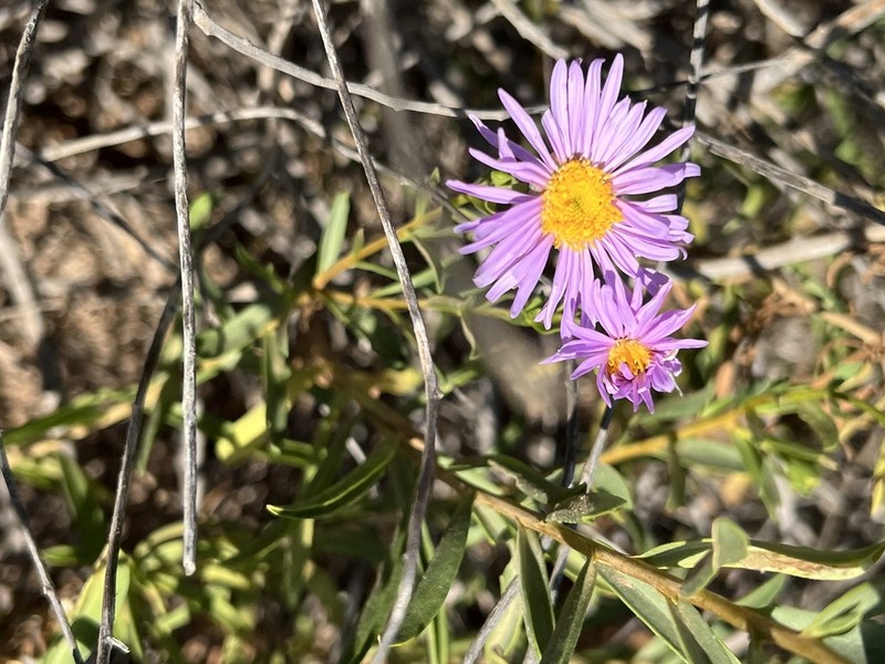 Pembertonia latisquamea photo 6