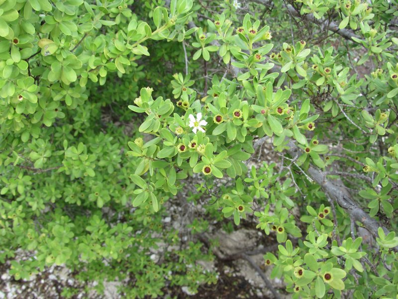Pemphis acidula photo 5