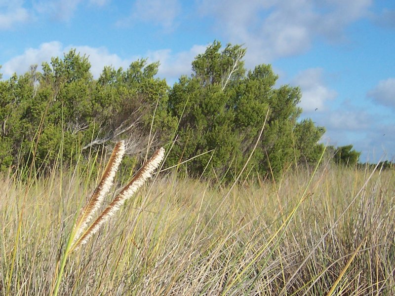 Pemphis acidula photo 6