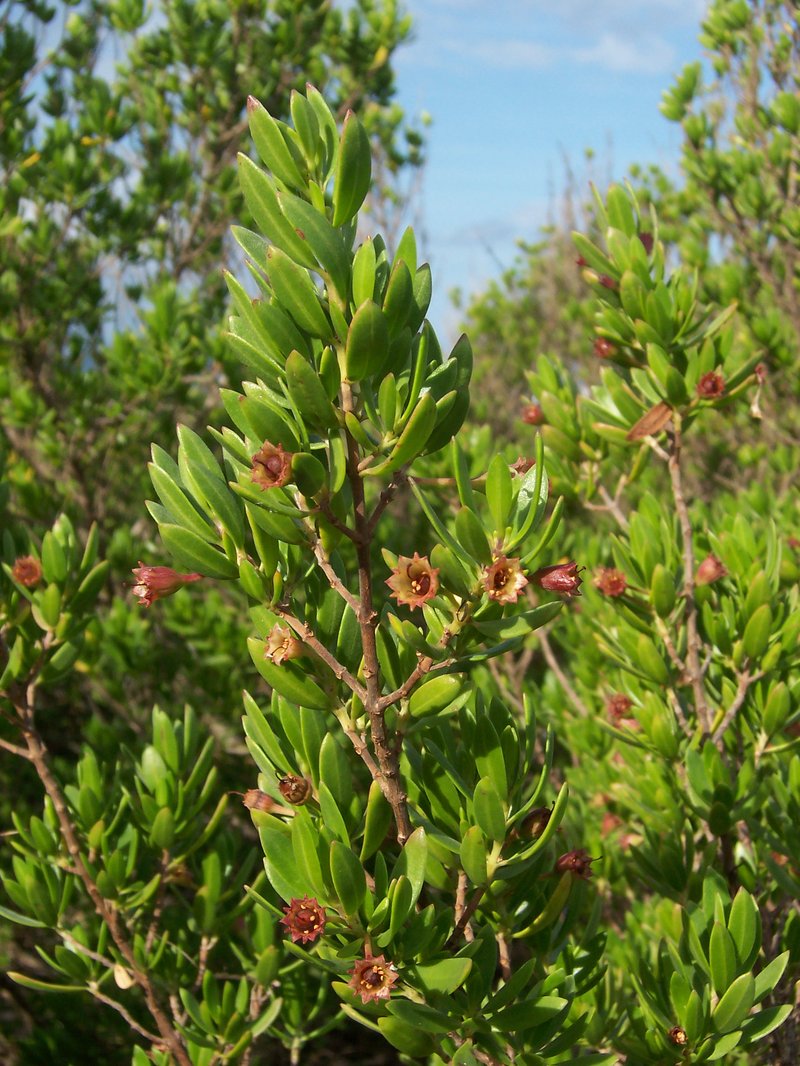 Pemphis acidula photo 7