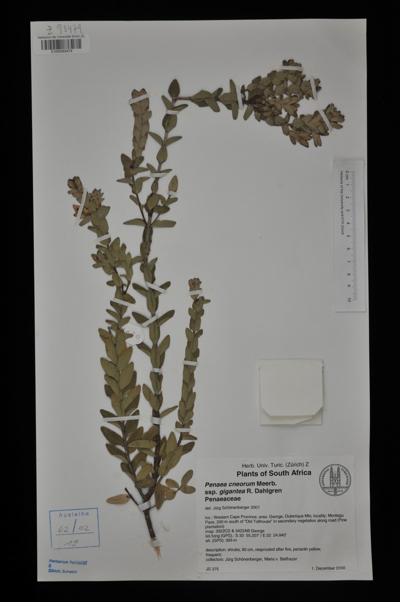 Penaea gigantea photo 2