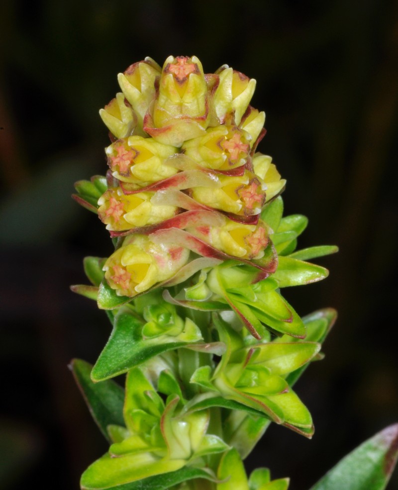 Penaea gigantea