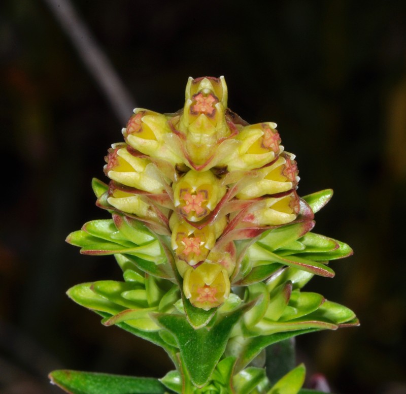 Penaea gigantea photo 3