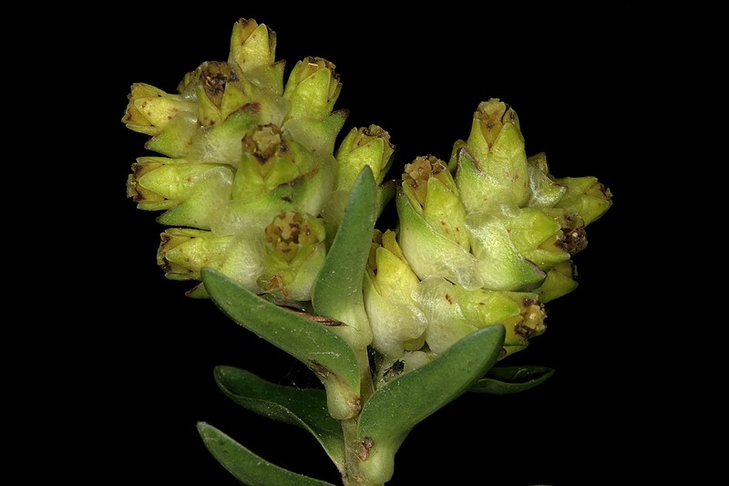 Penaea gigantea photo 4