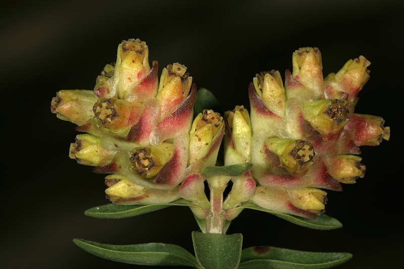 Penaea gigantea photo 5