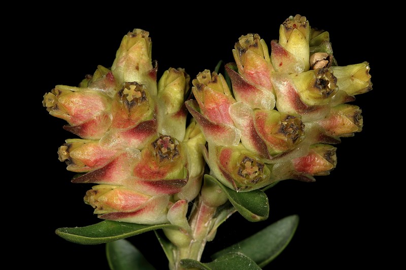 Penaea gigantea photo 6