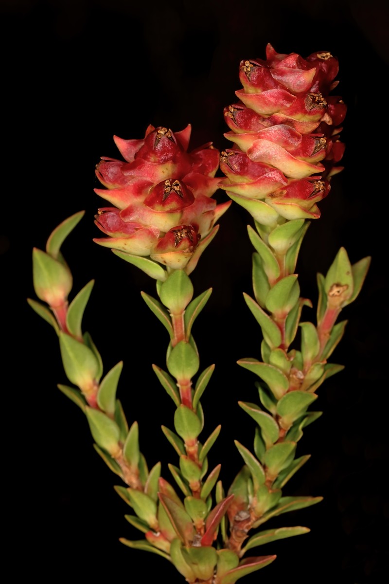 Penaea lanceolata