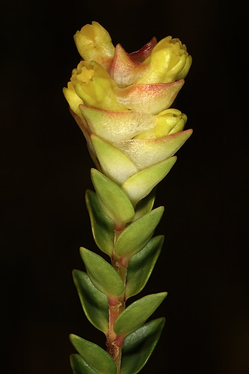 Penaea lanceolata photo 2