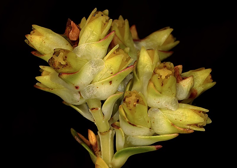 Penaea lanceolata photo 3