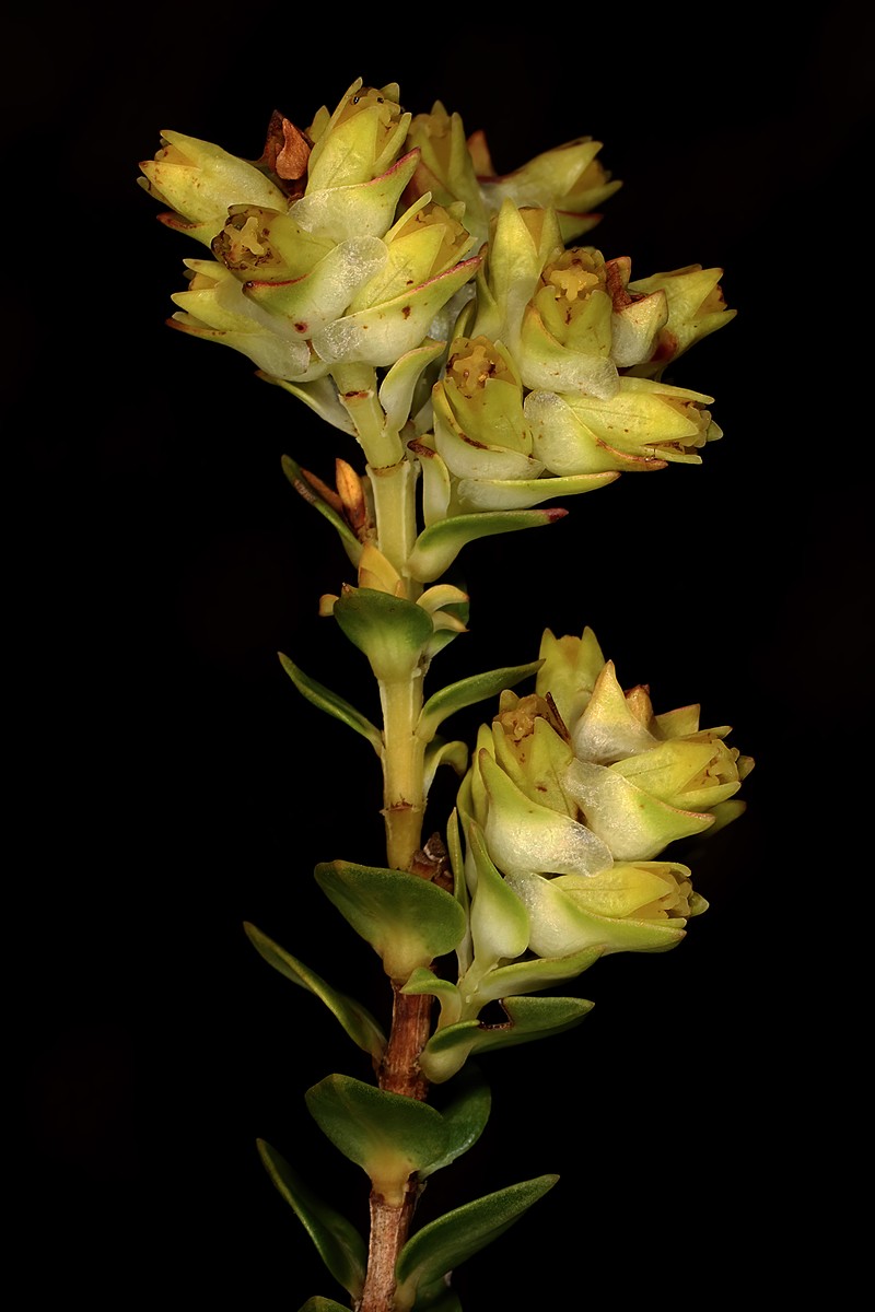 Penaea lanceolata photo 4