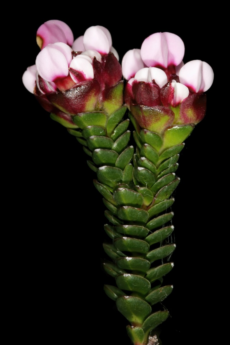 Penaea petraea