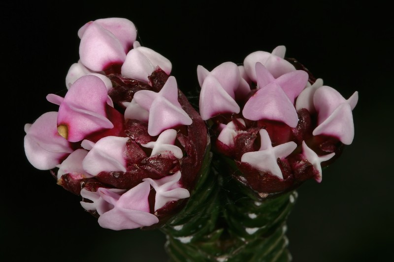 Penaea petraea photo 2