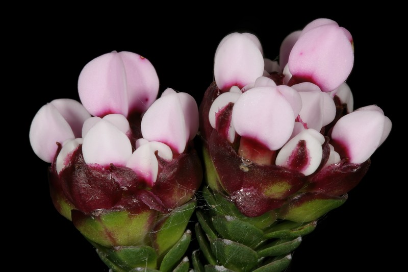 Penaea petraea photo 3