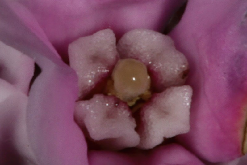 Penaea petraea photo 5