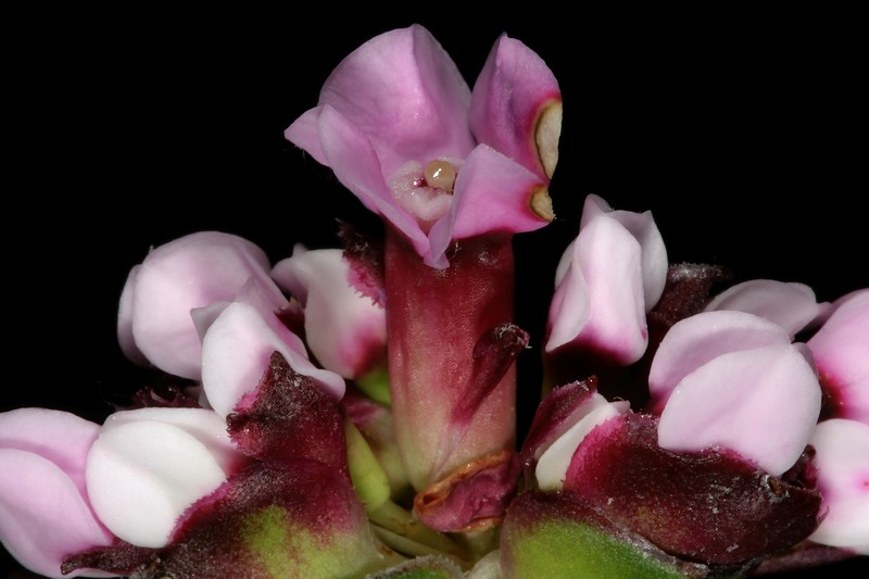 Penaea petraea photo 6