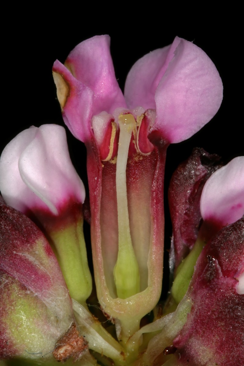 Penaea petraea photo 8